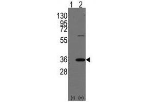 Western blot analysis of PHB2 (arrow) using rabbit polyclonal PHB2 Antibody (Human C-term) . (Prohibitin 2 Antikörper  (N-Term))