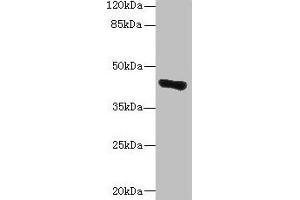 Western blot All lanes: GLT8D1 antibody at 10 μg/mL + Mouse liver tissue Secondary Goat polyclonal to rabbit IgG at 1/10000 dilution Predicted band size: 42, 29 kDa Observed band size: 42 kDa (GLT8D1 Antikörper  (AA 33-332))
