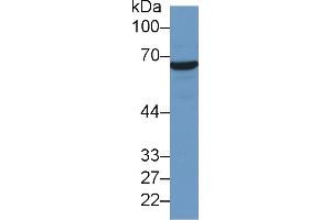 Western Blot; Sample: Human Hela cell lysate; Primary Ab: 2µg/ml Mouse Anti-Human HSPA1A Antibody Second Ab: 0. (HSP70 1A Antikörper  (AA 285-641))