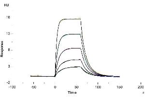 Surface Plasmon Resonance (SPR) image for Plasminogen Activator, Urokinase Receptor (PLAUR) (AA 24-298) protein (His-Avi Tag) (ABIN7275409)