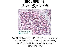 Image no. 1 for anti-G Protein-Coupled Receptor 116 (GPR116) (Internal Region) antibody (ABIN1734908) (G Protein-Coupled Receptor 116 Antikörper  (Internal Region))