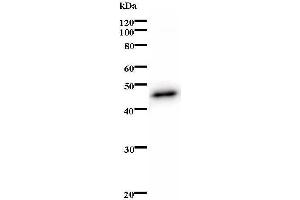Western Blotting (WB) image for anti-E2F Transcription Factor 2 (E2F2) antibody (ABIN932201) (E2F2 Antikörper)