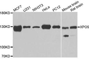 Western blot analysis of extracts of various cell lines, using XPO5 antibody. (XPO5 Antikörper)