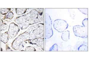 Immunohistochemistry analysis of paraffin-embedded human placenta tissue using EFEMP2 antibody. (FBLN4 Antikörper  (Internal Region))