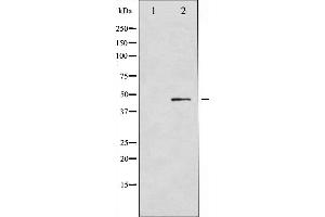 Western blot analysis of GATA4 expression in Serum treated COLO205 whole cell lysates,The lane on the left is treated with the antigen-specific peptide. (GATA4 Antikörper  (Internal Region))