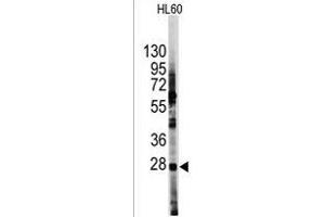Western blot analysis of anti-HES1 Antibody (N-term T24) (R) in HL60 cell line lysates (35 μg/lane). (HES1 Antikörper  (N-Term))