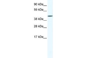 RUNX3 antibody (20R-1142) used at 0. (RUNX3 Antikörper  (C-Term))