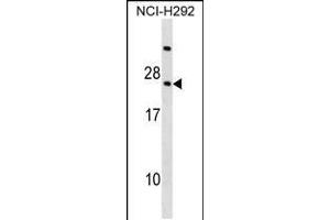 Western blot analysis in NCI-H292 cell line lysates (35ug/lane). (RARRES3 Antikörper  (AA 43-71))