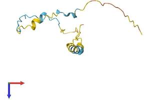 LBH Protein (AA 1-105) (His tag)