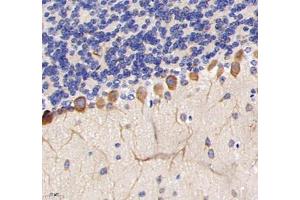 Immunohistochemistry analysis of paraffin-embedded mouse cerebellum using TRIM46 (ABIN7076020) at dilution of 1: 3200 (TRIM46 Antikörper)