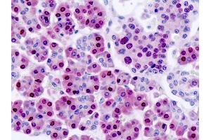 Anti-NANS antibody IHC staining of human pancreas. (NANS Antikörper)