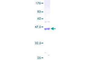 LMO4 Protein (AA 1-165) (GST tag)