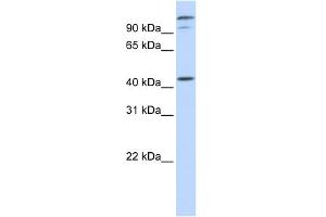 WB Suggested Anti-AFG3L2 Antibody Titration:  0.