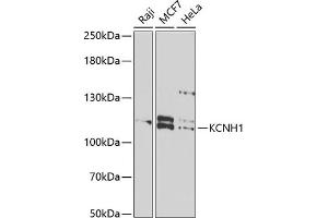 Western blot analysis of extracts of various cell lines, using KCNH1 antibody (ABIN6132044, ABIN6142711, ABIN6142712 and ABIN6222331) at 1:1000 dilution. (KCNH1 Antikörper  (AA 813-962))