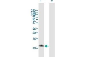 Western Blot analysis of C17orf37 expression in transfected 293T cell line by C17orf37 MaxPab polyclonal antibody. (C17orf37 Antikörper  (AA 1-115))