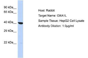 Host: Rabbit Target Name: OXA1L Sample Type: HepG2 Whole cell lysates Antibody Dilution: 1. (OXA1L Antikörper  (C-Term))