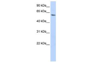 LSM14A antibody used at 1 ug/ml to detect target protein.