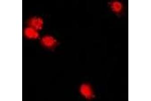 Immunofluorescent analysis of CHRAC17 staining in U2OS cells. (POLE3 Antikörper)