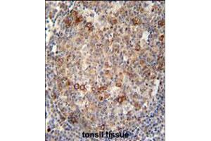 ABCC10 antibody immunohistochemistry analysis in formalin fixed and paraffin embedded human tonsil tissue followed by peroxidase conjugation of the secondary antibody and DAB staining.