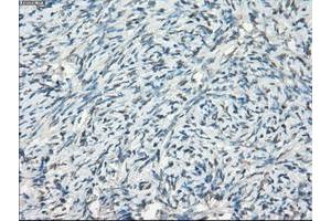 Image no. 3 for anti-Fc gamma RII (CD32) antibody (ABIN1497256) (Fc gamma RII (CD32) Antikörper)