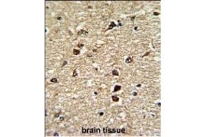 Formalin-fixed and paraffin-embedded human brain tissue reacted with XPO1 Antibody (C-term), which was peroxidase-conjugated to the secondary antibody, followed by DAB staining. (XPO1 Antikörper  (C-Term))