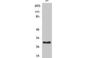 Western Blot (WB) analysis of specific cells using Ribosomal Protein L7 Polyclonal Antibody.