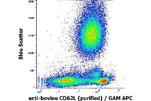 Flow cytometry surface staining pattern of bovine peripheral whole blood stained using anti-bovine CD62L (IVA94) purified antibody (concentration in sample 1 μg/mL) GAM APC.