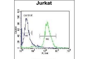 JAZF1 Antibody (N-term) (ABIN655639 and ABIN2845117) flow cytometric analysis of Jurkat cells (right histogram) compared to a negative control cell (left histogram). (JAZF1 Antikörper  (N-Term))