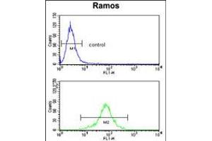 Flow cytometry analysis of Ramos cells (bottom histogram) compared to a negative control cell (top histogram). (PGLS Antikörper  (C-Term))