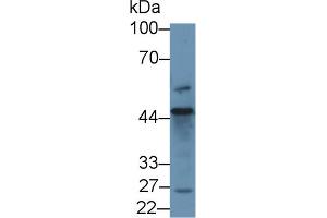 Western blot analysis of Human 293T cell lysate, using Human D2HGDH Antibody (1 µg/ml) and HRP-conjugated Goat Anti-Rabbit antibody ( (D2HGDH Antikörper  (AA 56-232))