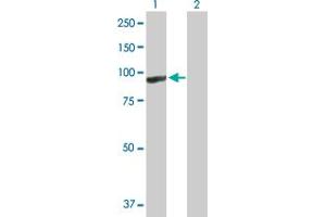 Western Blot analysis of ARHGEF6 expression in transfected 293T cell line by ARHGEF6 MaxPab polyclonal antibody. (ARHGEF6 Antikörper  (AA 1-776))