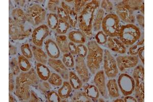 IHC image of ABIN7127521 diluted at 1:100 and staining in paraffin-embedded human kidney tissue performed on a Leica BondTM system.