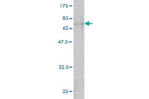 Western Blot detection against Immunogen (66. (beta Actin Antikörper  (AA 1-375))