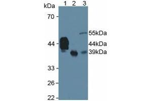 Western blot analysis of (1) Human Serum, (2) Human Liver Tissue and (3) Rat Testis Tissue. (HPR Antikörper  (AA 102-347))