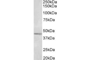 Image no. 1 for anti-Synaptotagmin V (SYT5) (AA 80-93) antibody (ABIN1104573) (Synaptotagmin V Antikörper  (AA 80-93))