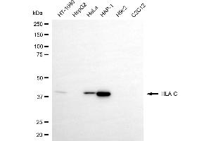 Western blotting analysis using HLA-C antibody (ABIN7799321). (HLA-C Antikörper)
