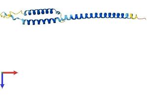 MED21 Protein (AA 1-144) (His tag)
