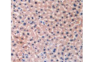 IHC-P analysis of liver tissue, with DAB staining. (LIFR Antikörper  (AA 151-290))