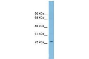 Image no. 1 for anti-Ring Finger Protein 125 (RNF125) (C-Term) antibody (ABIN6744740) (RNF125 Antikörper  (C-Term))