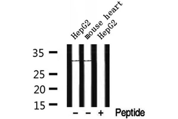 CYB5R2 Antikörper  (Internal Region)