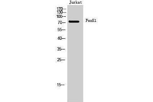Western Blotting (WB) image for anti-Forkhead Box K1 (Foxk1) (C-Term) antibody (ABIN3175126) (Foxk1 Antikörper  (C-Term))