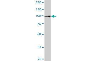 FAM62B MaxPab polyclonal antibody. (FAM62B Antikörper  (AA 1-358))