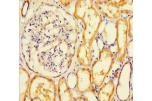 Immunohistochemistry of paraffin-embedded human kidney tissue using ABIN7167749 at dilution of 1:100 (RTN4RL1 Antikörper  (AA 201-420))