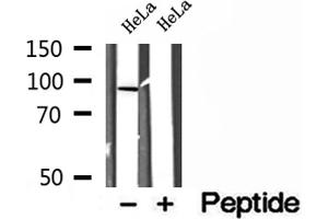 Western blot analysis of extracts of HeLa cells, using LMOD1 antibody.