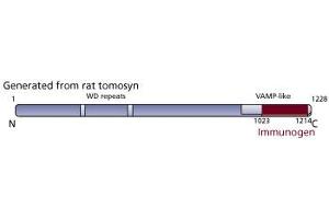 Image no. 2 for anti-Syntaxin Binding Protein 5 (Tomosyn) (STXBP5) (AA 910-1105) antibody (ABIN968460) (STXBP5 Antikörper  (AA 910-1105))