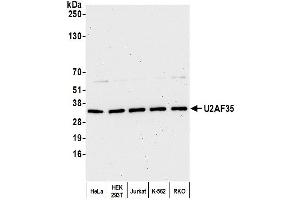 Western Blotting (WB) image for anti-U2 Small Nuclear RNA Auxiliary Factor 1 (U2AF1) (AA 140-190) antibody (ABIN7453889)
