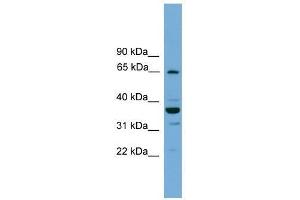 Western Blot showing TH1L antibody used at a concentration of 1-2 ug/ml to detect its target protein. (TH1-Like Antikörper  (N-Term))