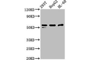 Western Blot Positive WB detected in: 293T whole cell lysate, HepG2 whole cell lysate, HL60 whole cell lysate All lanes: PACSIN2 antibody at 2. (PACSIN2 Antikörper  (AA 240-410))