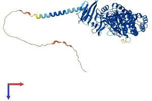 MYORG/KIAA1161 Protein (AA 1-714) (His tag)