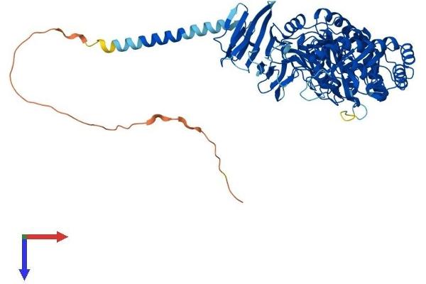 MYORG/KIAA1161 Protein (AA 1-714) (His tag)